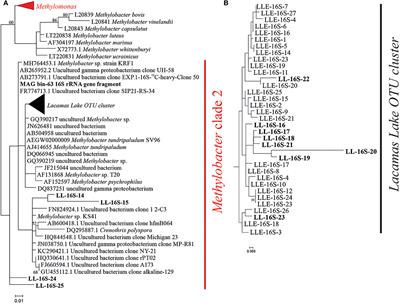 Impact of Electron Acceptor Availability on Methane-Influenced Microorganisms in an Enrichment Culture Obtained From a Stratified Lake